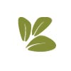 Spectra Raintree