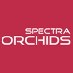 Spectra Orchid