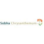 Sobha Chrysanthemum