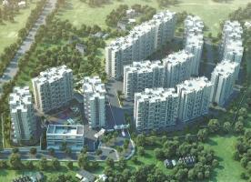 Pate Life Maxima Phase 1
