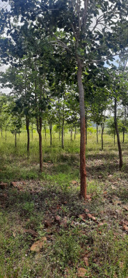 Green Trees Plantation, Prakasam - Farm Land