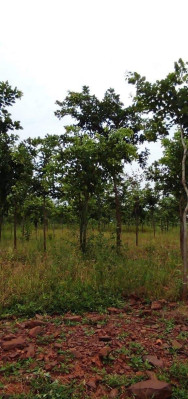 Green Trees Plantation, Prakasam - Farm Land