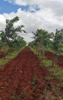 Green Trees Plantation