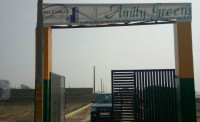 Amity Greens