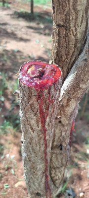 Red Sandalwood Farmland, Prakasam - Farms Land
