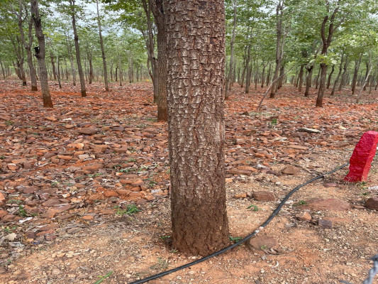 Red Sandalwood Farmland, Prakasam - Farms Land