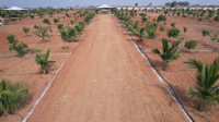 Sherya Green Fields