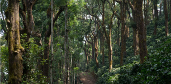  Agricultural Land for Sale in Balehonnur, Chikmagalur