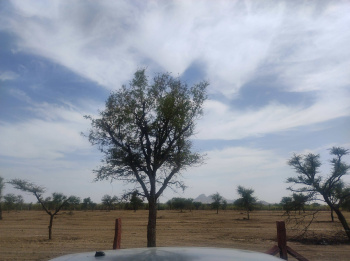  Agricultural Land for Sale in Sumerpur Pali