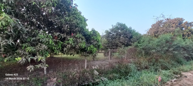  2 Bigha Agricultural/Farm Land for Sale in Vankal, Valsad