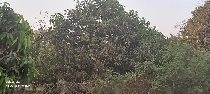  2 Bigha Agricultural/Farm Land for Sale in Vankal, Valsad