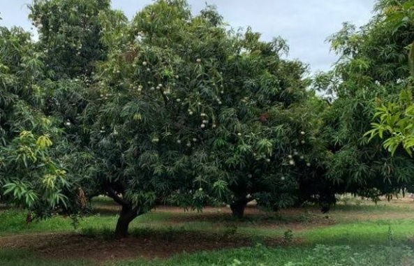  2 Bigha Agricultural/Farm Land for Sale in Vankal, Valsad