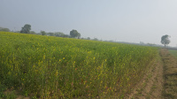 Agricultural Land for Sale in Dudu, Jaipur