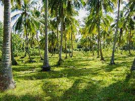  Agricultural Land for Sale in Gobichettipalayam, Erode