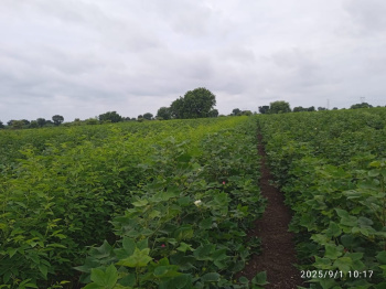  Agricultural Land for Sale in Raipur, Parbhani