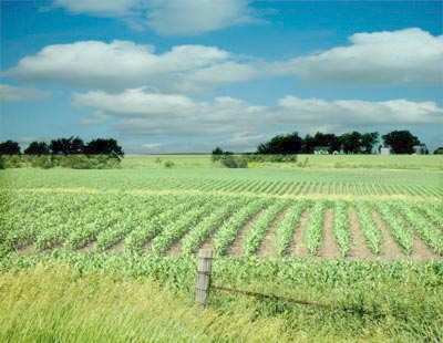 Agricultural Land 1000 Bigha for Sale in