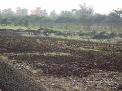 Agricultural Land 3250 Sq.ft. for Sale in Anoop Nagar, Indore