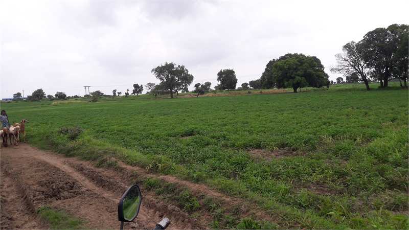 Agricultural Land 3500 Sq.ft. for Sale in Anoop Nagar, Indore