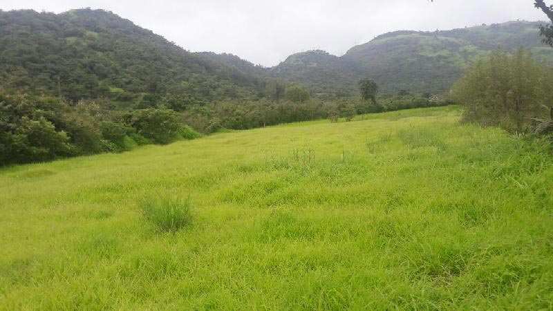 Agricultural Land 8 Acre for Sale in Wadachi Wadi, Pune