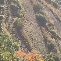 Agricultural Land for Sale in Chail, Shimla