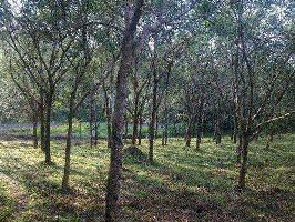  Agricultural Land for Sale in Shoranur, Palakkad
