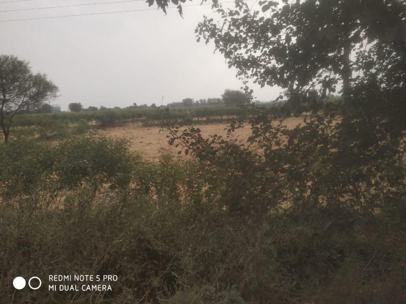  Agricultural Land 5 Acre for Sale in Bela, Bhandara