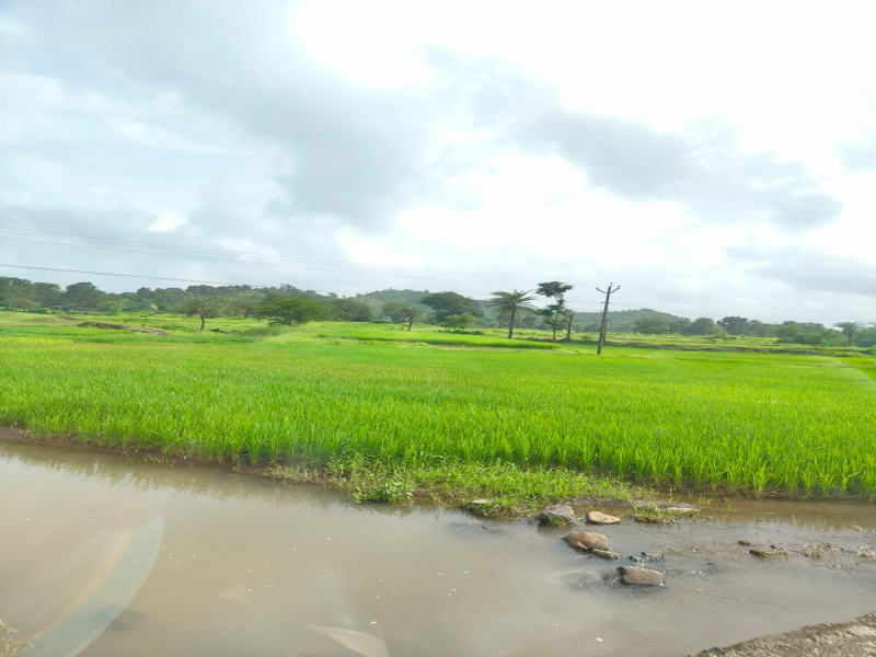  Agricultural Land 135 Acre for Sale in Kelwa Palghar, Mumbai