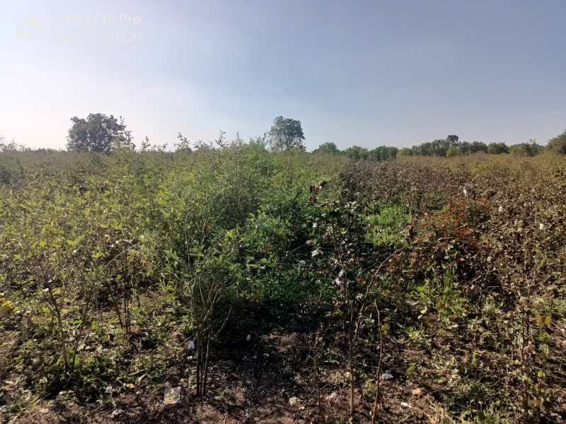  Agricultural Land 5 Acre for Rent in Kalameshwar, Nagpur