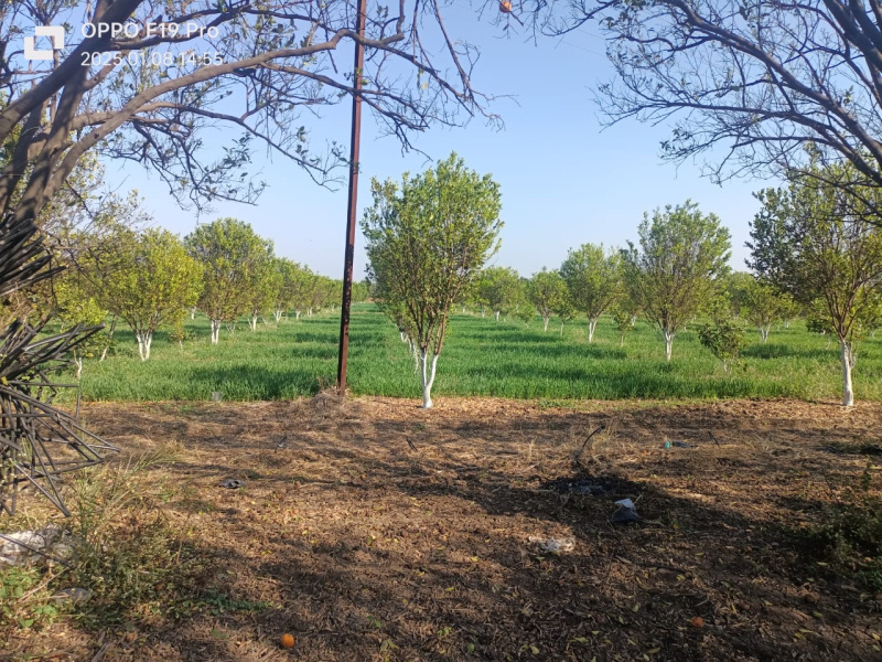  Agricultural Land 9 Acre for Sale in Kalameshwar, Nagpur