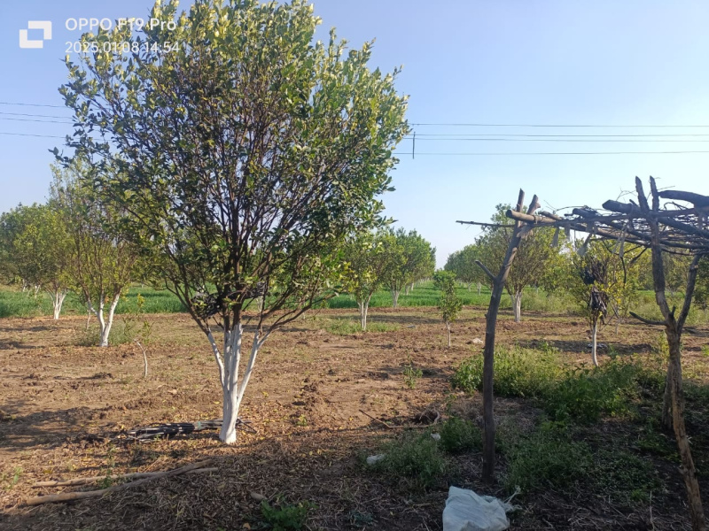  Agricultural Land 5 Acre for Sale in Kalameshwar, Nagpur