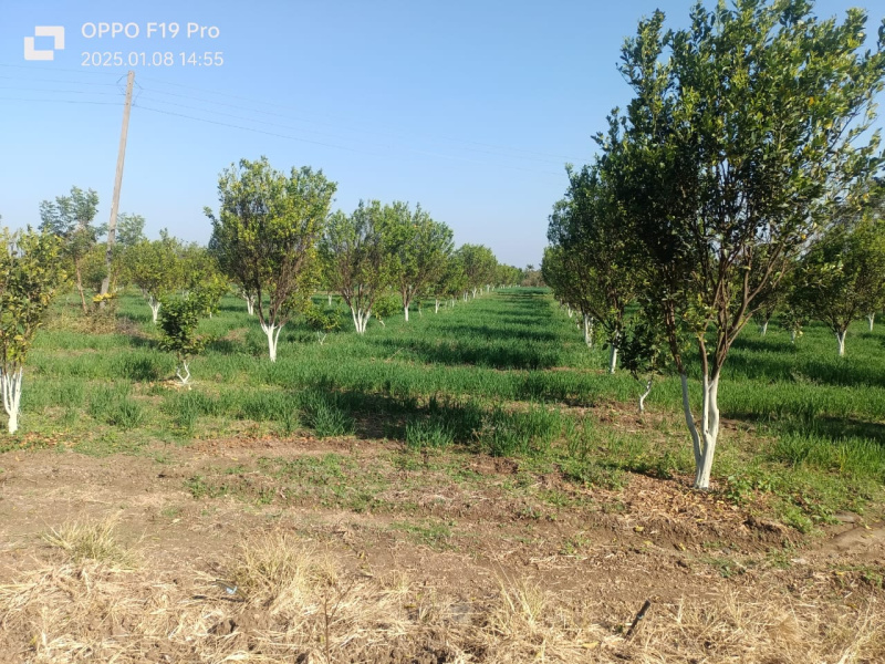  Agricultural Land 5 Acre for Sale in Kalameshwar, Nagpur