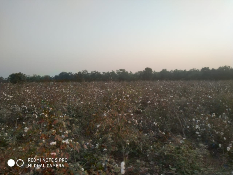  Agricultural Land 52 Acre for Sale in Ramtek, Nagpur