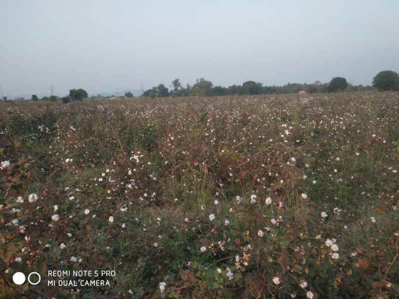  Agricultural Land 52 Acre for Sale in Ramtek, Nagpur