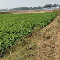  Industrial Land for Sale in Chandannagar, Hooghly