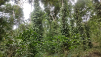  Agricultural Land for Sale in Kodaikanal, Dindigul