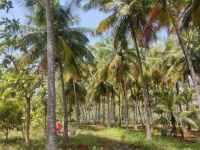  Agricultural Land for Sale in Ayyampalayam, Dindigul