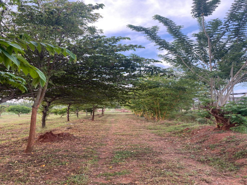  Agricultural Land 10 Acre for Sale in Heggadadevana Kote, Mysore