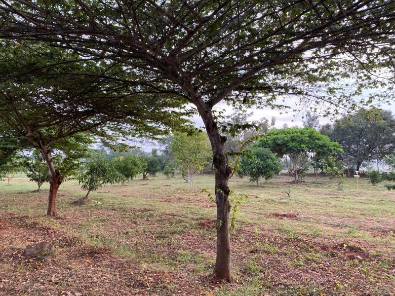  Agricultural Land 10 Acre for Sale in Heggadadevana Kote, Mysore