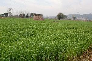  Agricultural Land for Sale in Fatehpur, Kangra