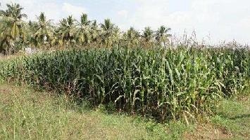  Agricultural Land for Sale in Nuzvid, Vijayawada