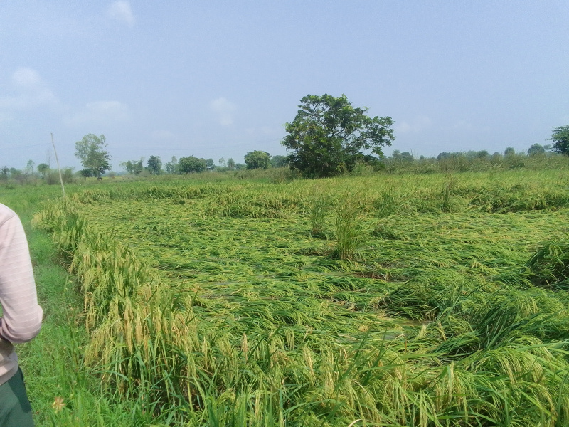 4 BHK 4000 Sq.ft. Farm House for Sale in Neelbad, Bhopal