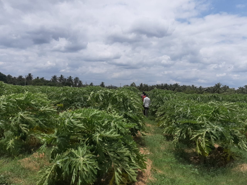  Agricultural Land 132 Cent for Sale in Kuppam, Chittoor