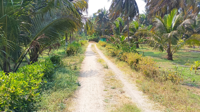  Agricultural Land 15 Sq.ft. for Sale in Pernampattu, Vellore