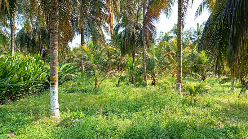  Agricultural Land 15 Sq.ft. for Sale in Pernampattu, Vellore