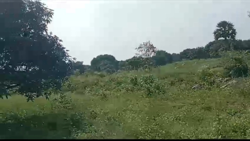  Agricultural Land 30 Sq.ft. for Sale in Bargur, Krishnagiri