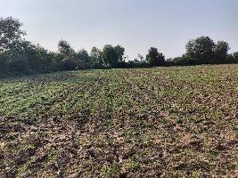  Agricultural Land for Sale in Rajupura, Anand