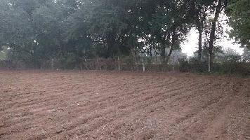  Agricultural Land for Sale in Sindhrot, Vadodara