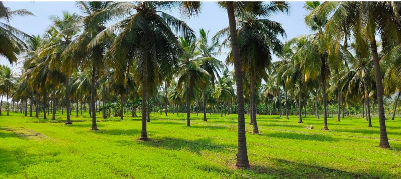  Agricultural Land 14 Acre for Sale in Velur, Namakkal