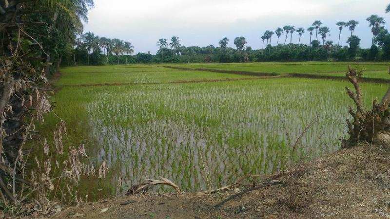 Agricultural Land 22 Ares for Sale in Vandavasi, Chennai