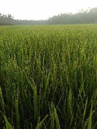  Agricultural Land for Sale in Tenkasi, Tirunelveli